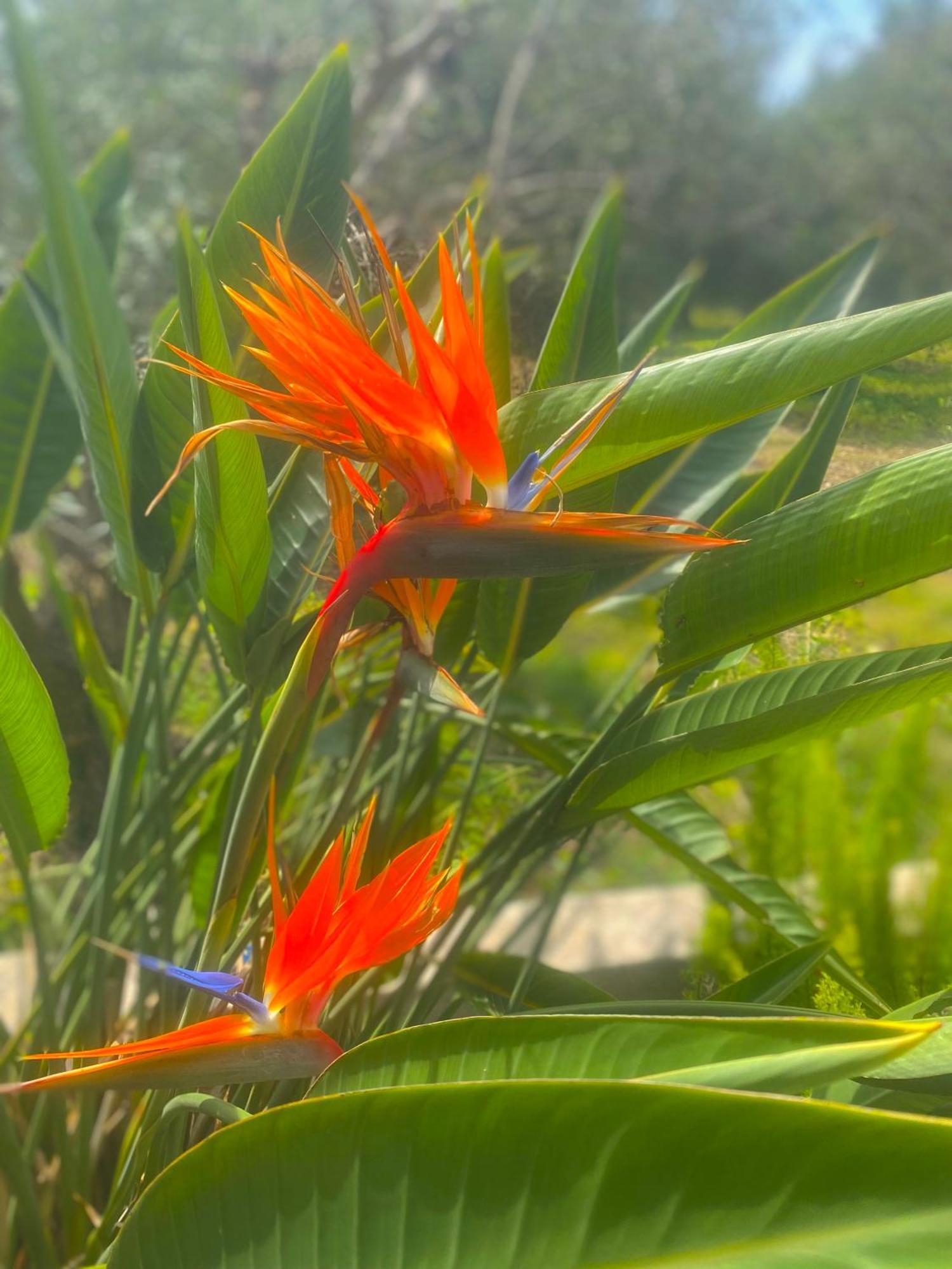 Makrýgialos Natura Cottages מראה חיצוני תמונה